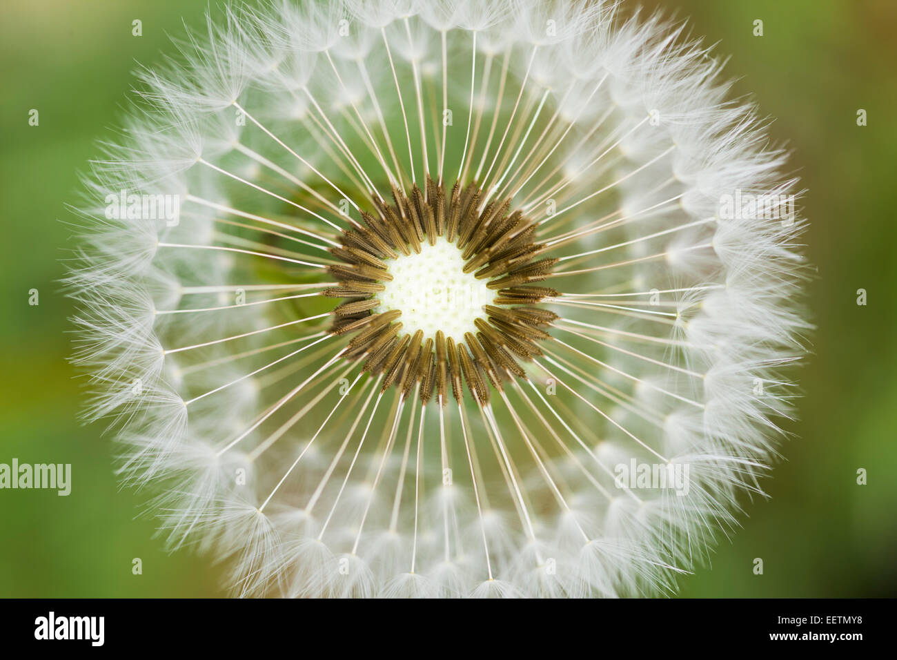 Una testa di tarassaco in fase di sementi fotografato dal di sopra. Macro shot presi su terreni agricoli in Irlanda. Foto Stock