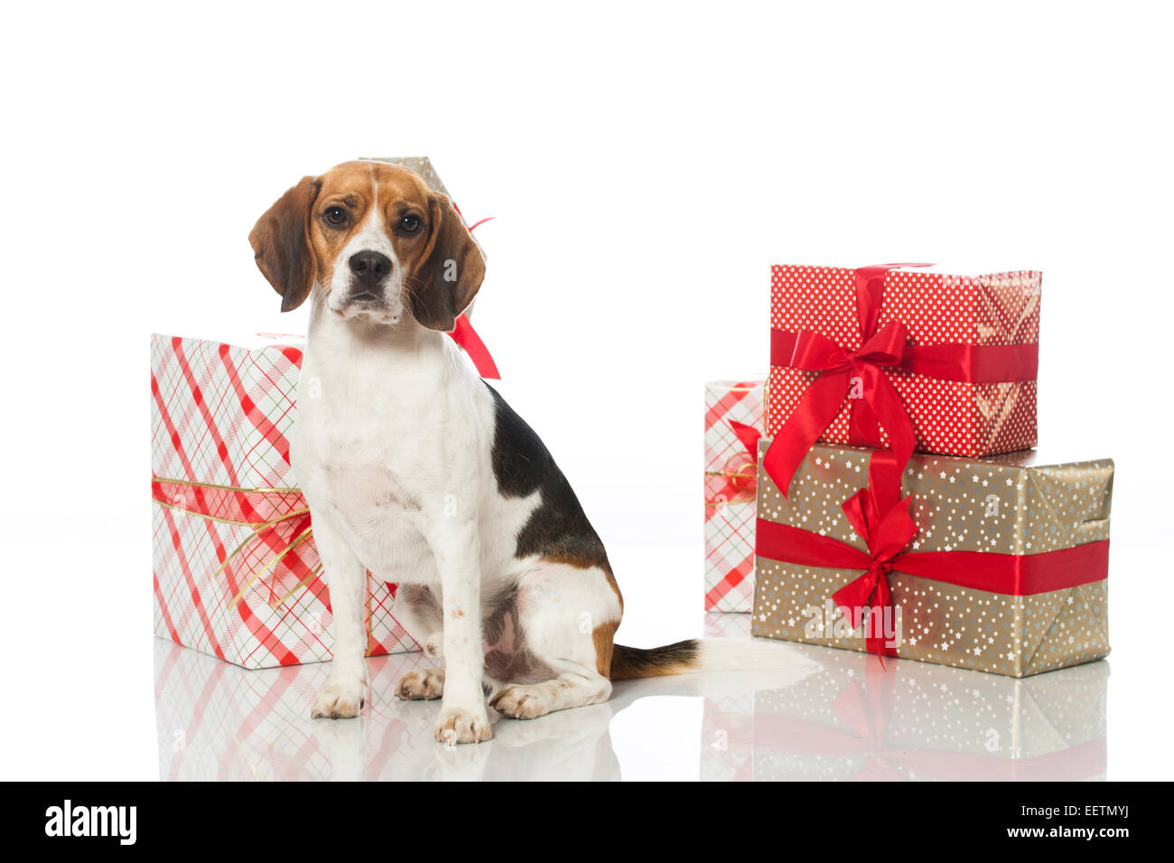 Cane Beagle con regali di natale Foto Stock
