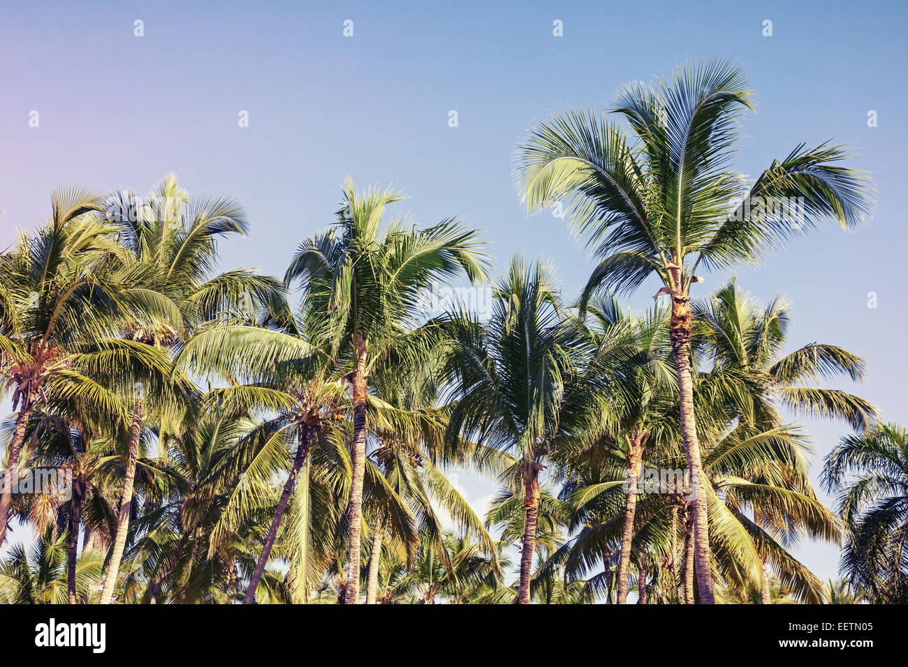 Palme di cocco oltre il cielo azzurro sfondo, tonica foto con effetto di filtro Foto Stock