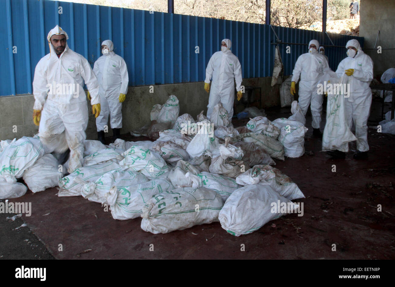 Serees, West Bank. Xxi gen, 2015. Un uomo palestinese indossando indumenti protettivi portano i tacchini morti in un allevamento di polli in Cisgiordania villaggio di Serees, Jinin meridionale. Un gregge di 17.000 tacchini sono stati diagnosticati con l'H5N1 " influenza aviaria " virus. Il servizio veterinario dell' Autorità Palestinese Agricoltura Ministero ha detto che era riuscito a evitare una epidemia. © Nedal Eshtayah APA/images/ZUMA filo/Alamy Live News Foto Stock