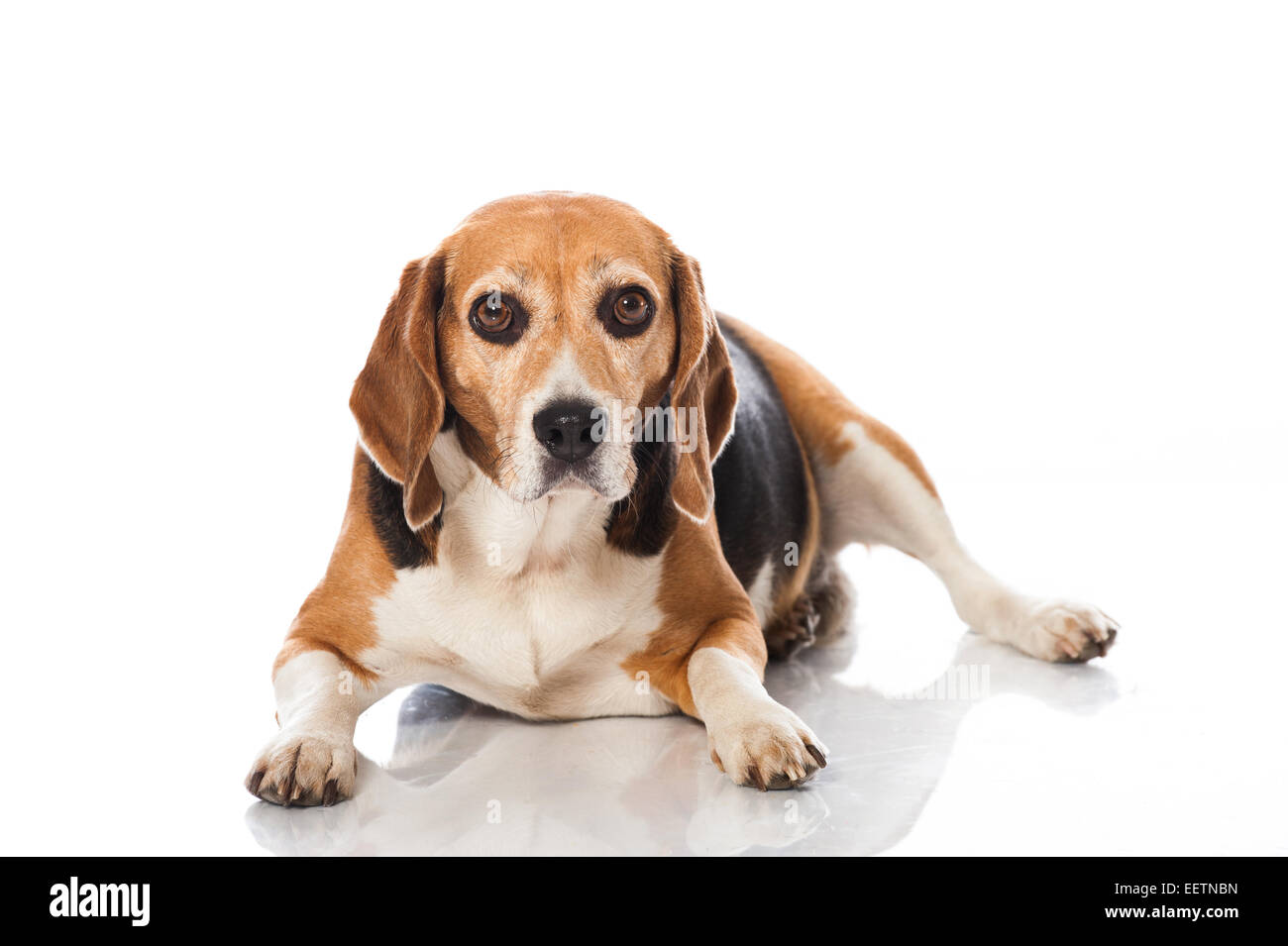 Cane Beagle isolato su bianco Foto Stock