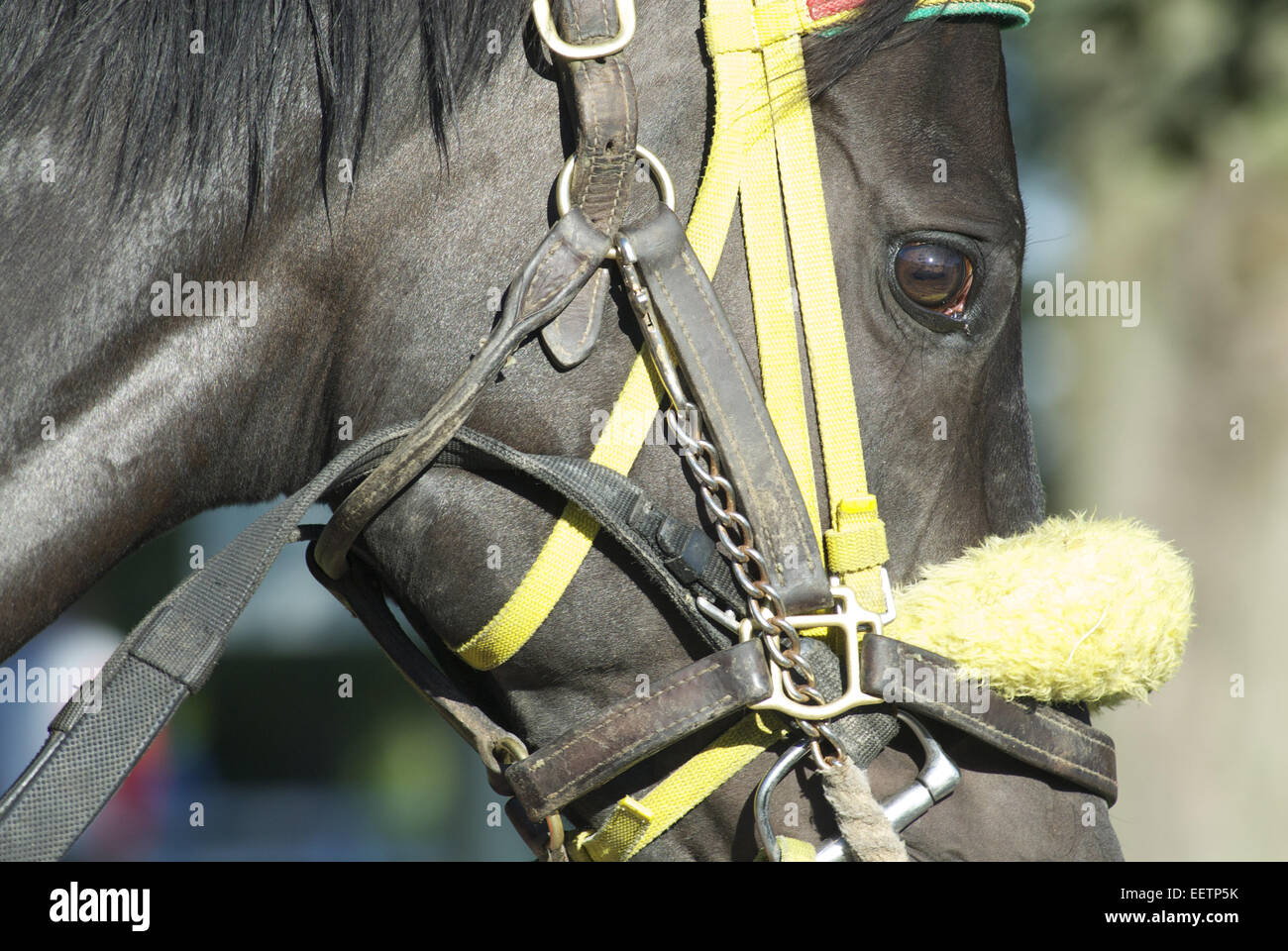 Fortemente sfruttata e purosangue imbrigliato il cavallo da corsa ruotando l'anello di paddock momenti prima di una gara. Foto Stock