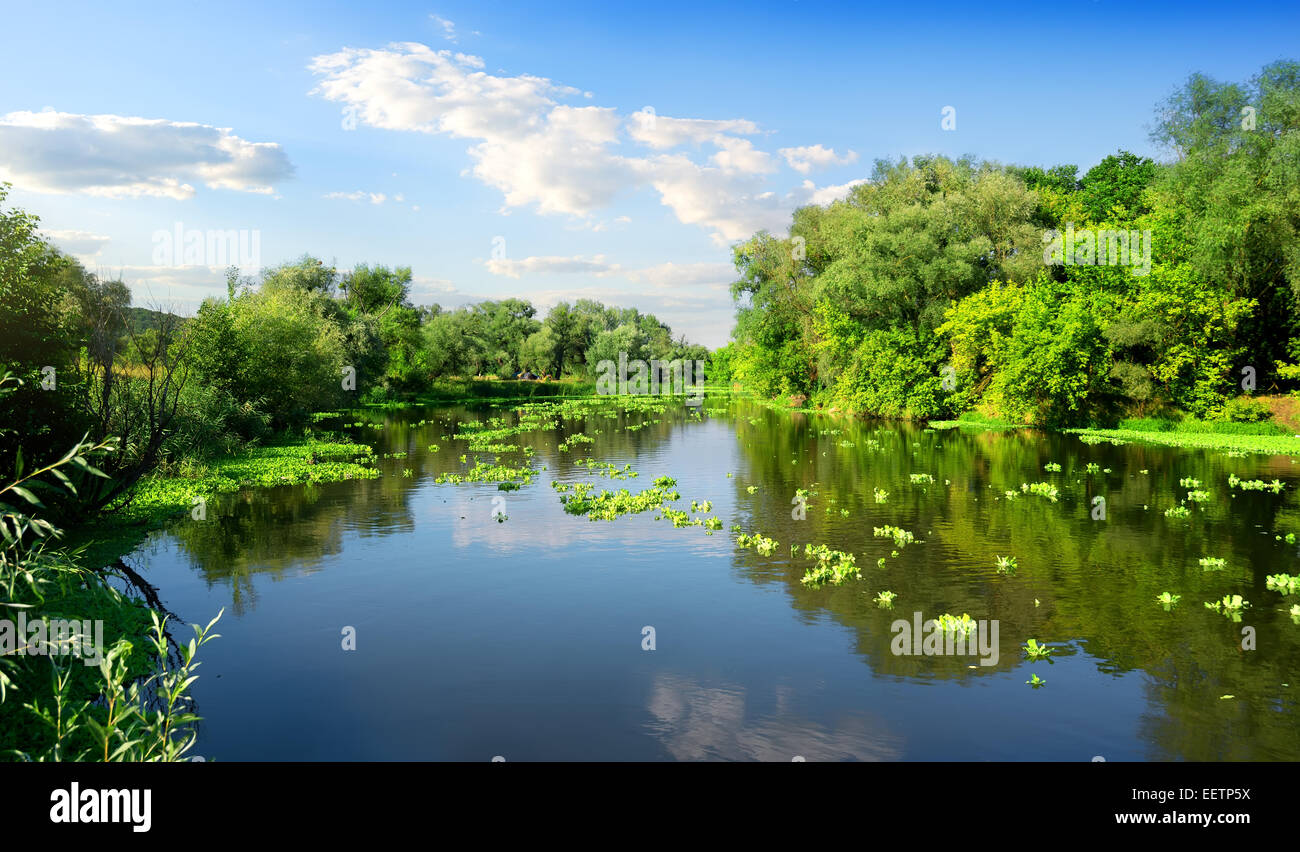 Fiume calmo e foresta verde nella giornata di sole Foto Stock