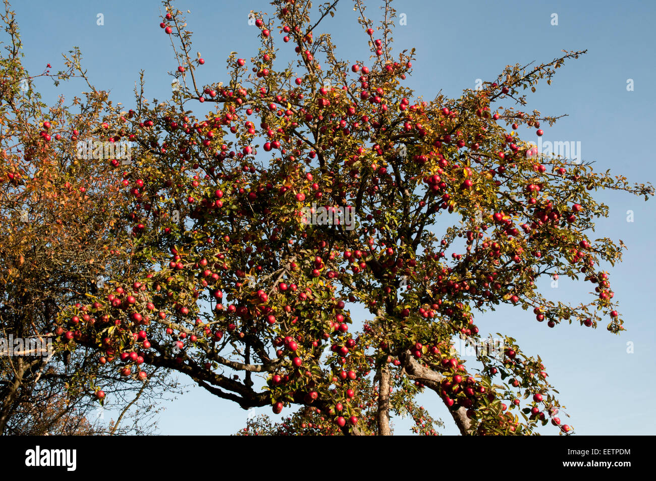 Melo vicolo del parco di natura Uckermaerkische visto nell' estremo nord Brandeburgo in Germania. Eine Apfelbaum-Allee. Foto Stock