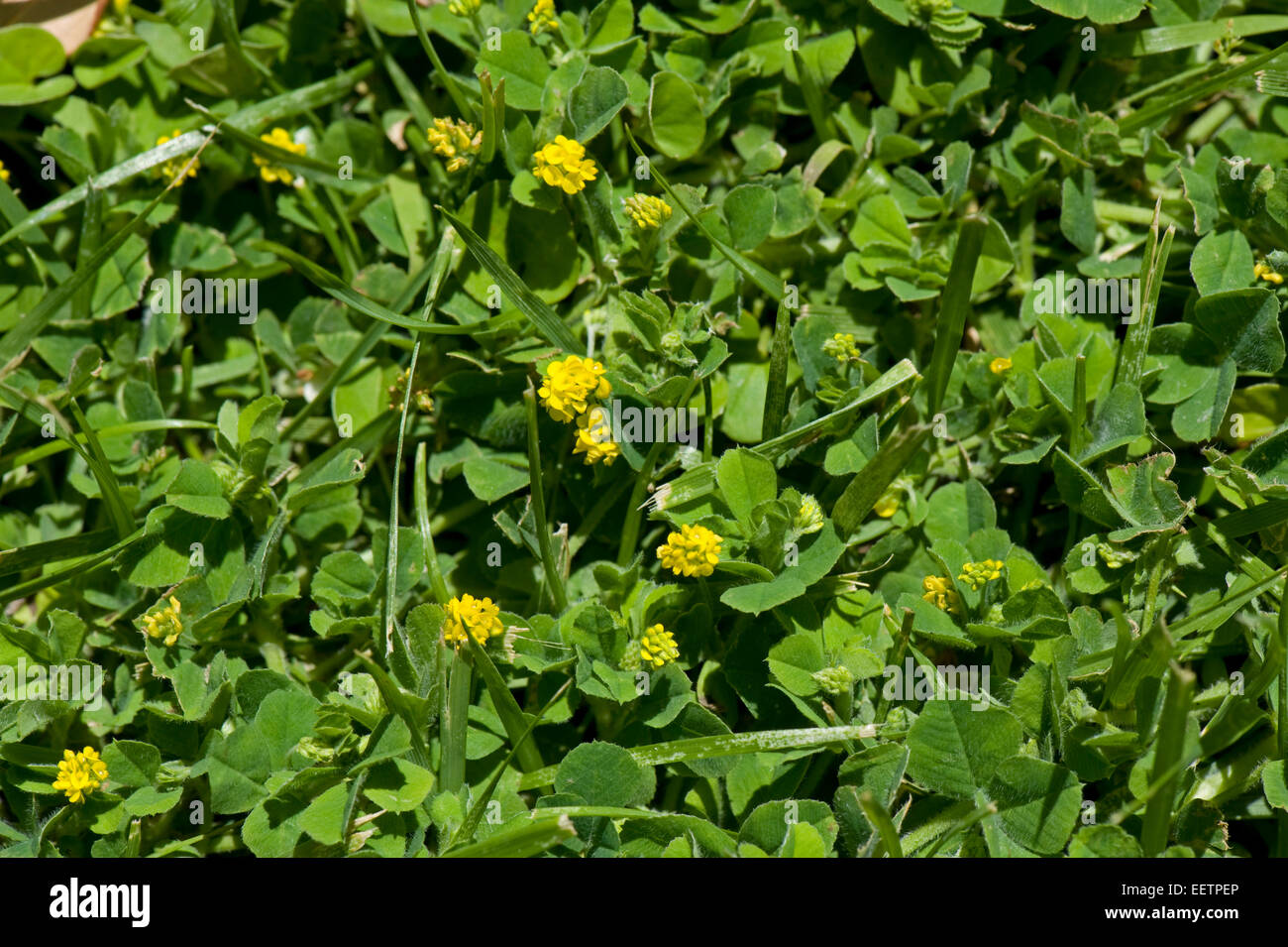 La luppolina, Medicago lupulina prostrati fioritura delle piante in un prato, Sorrento, Italia, Maggio Foto Stock