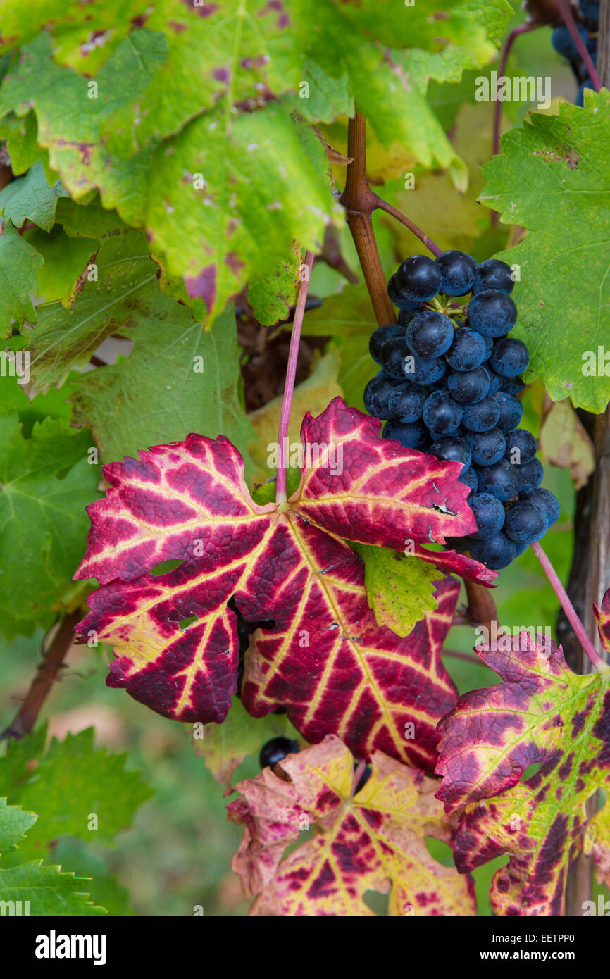 I grappoli di uve da vino su vite pronte per la raccolta nel vigneto nella regione dei Finger Lakes dello Stato di New York Foto Stock