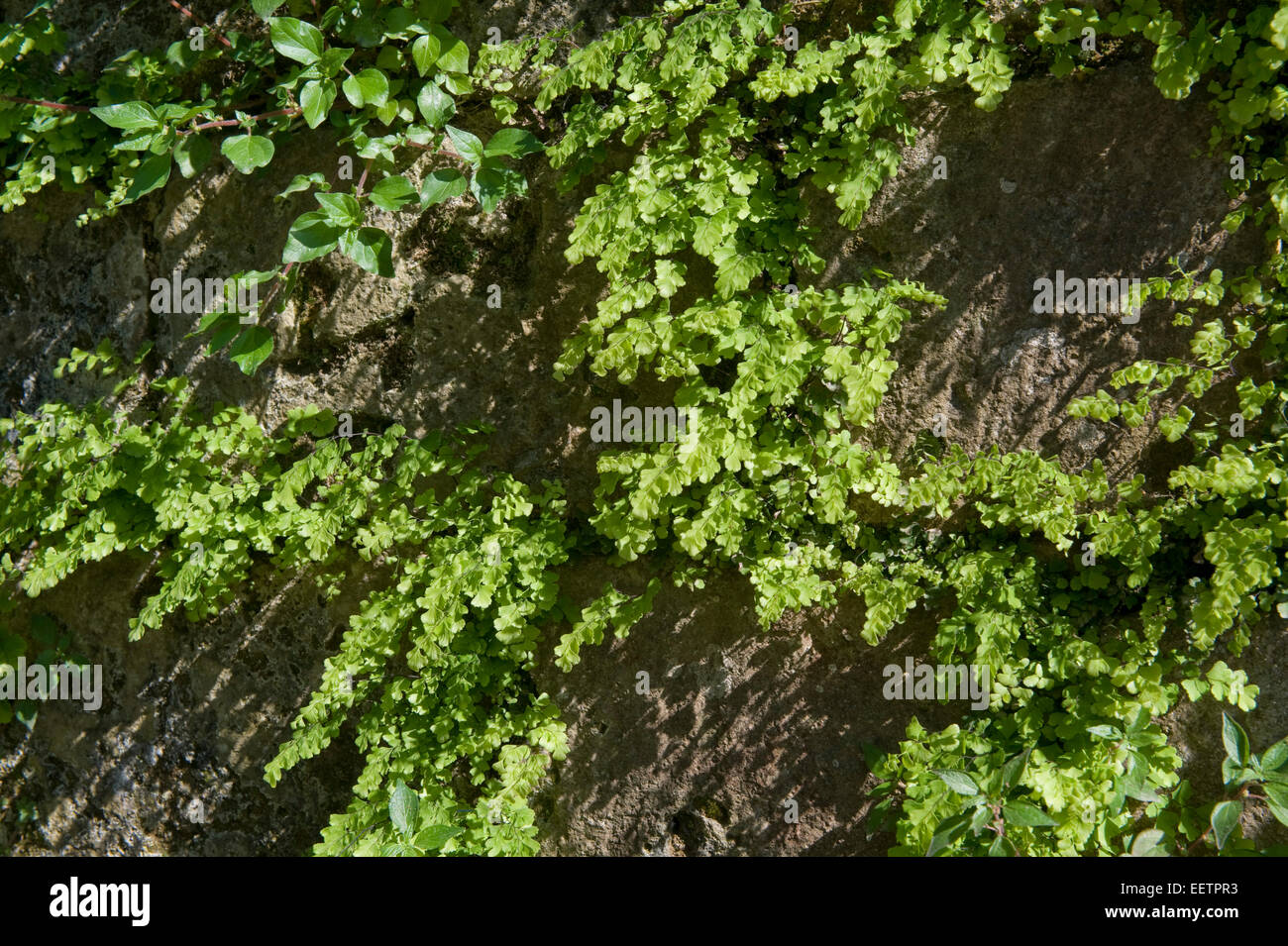 Felce capelvenere, Adiantum capillus-veneris, piante che crescono nelle fessure di un vecchio muro di mattoni arch vicino a Sorrento, Italia, Maggio Foto Stock Felce capelvenere, Adiantum capillus-veneris, piante che crescono nelle fessure di un vecchio muro di mattoni arch vicino a Sorrento, Italia, Maggio Foto Stock