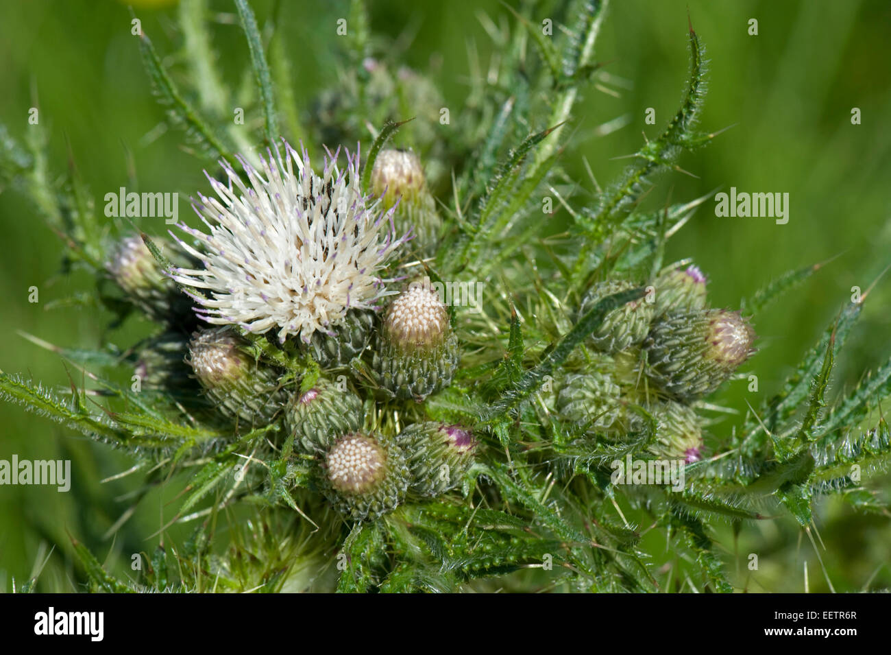 Bold marsh thistle o Europeo cardo di palude, Cirsium palustre, bianco di piante fiorite in un prato di downland, Berkshire, Giugno Foto Stock