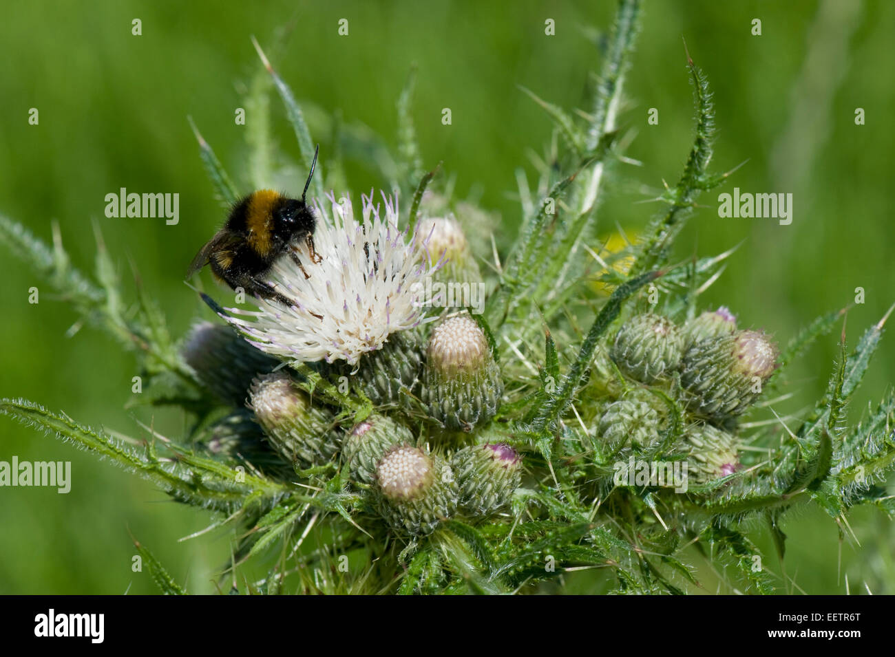 Bold marsh thistle o Europeo cardo di palude, Cirsium palustre, fiori di colore bianco con un bombo, Bombus terrestris, rovistando nel Foto Stock