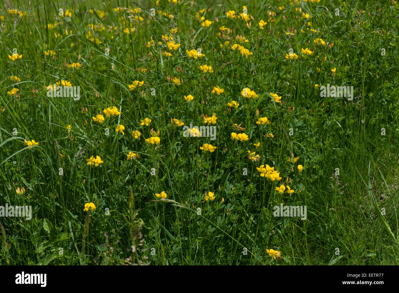Common Bird's-piede o trifoglio uova e bacon, Lotus corniculatus, piante fiorite, Berkshire, Giugno Foto Stock