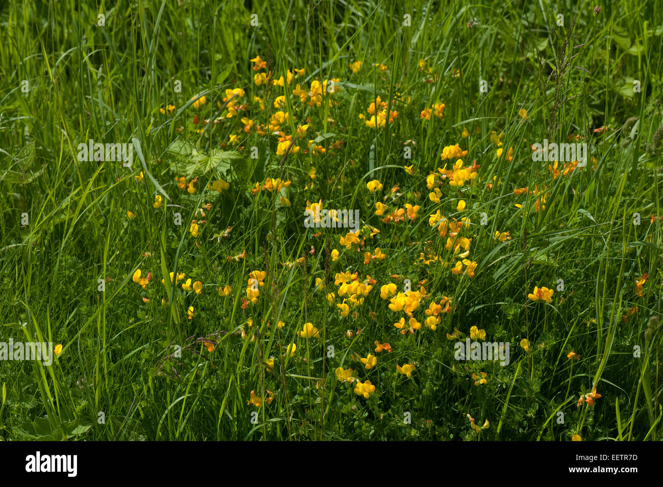 Common Bird's-piede o trifoglio uova e bacon, Lotus corniculatus, piante fiorite, Berkshire, Giugno Foto Stock