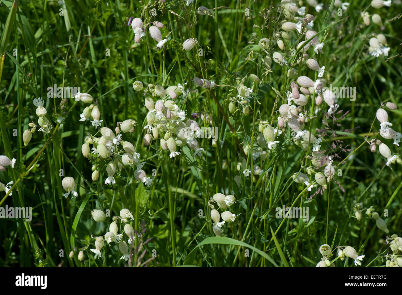 Fioritura bianco vescica campion, Silene vulgaris, su downland, berkshire, giugno. un impianto di culinaria in europa Foto Stock