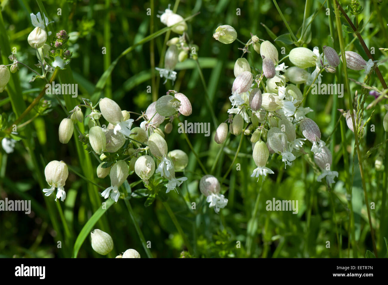 Fioritura bianco vescica campion, Silene vulgaris, su downland, berkshire, giugno. un impianto di culinaria in europa Foto Stock