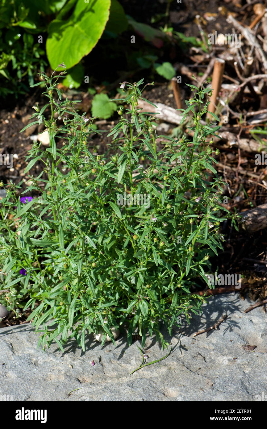 Piccolo toadflax o bocca di leone nani, chaenorhinum minus, una piccola pianta flowering in un giardino, Berkshire, Inghilterra, Regno Unito, giugno Foto Stock