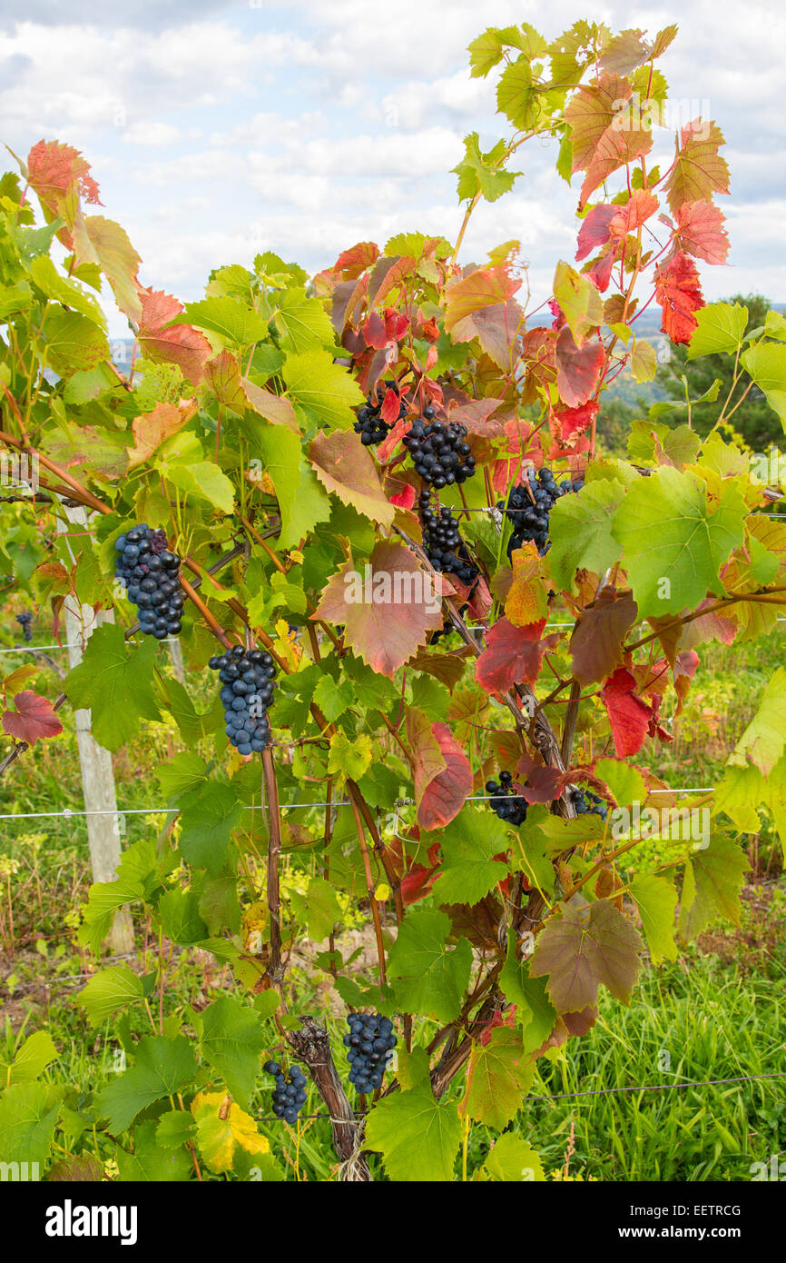 I grappoli di uve da vino su vite pronte per la raccolta nel vigneto nella regione dei Finger Lakes dello Stato di New York Foto Stock