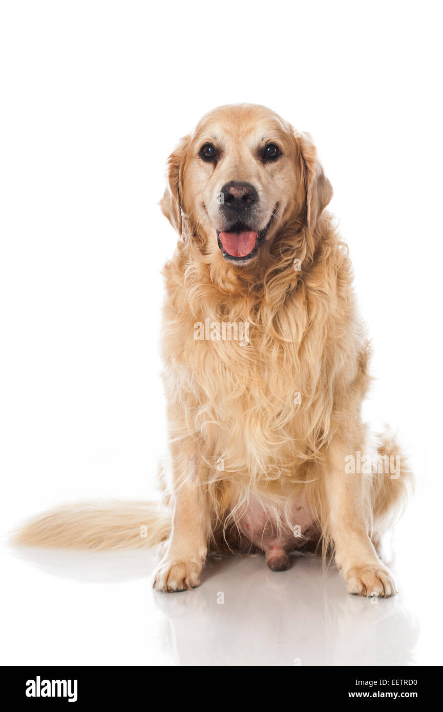 Il golden retriever cane isolato su bianco Foto Stock