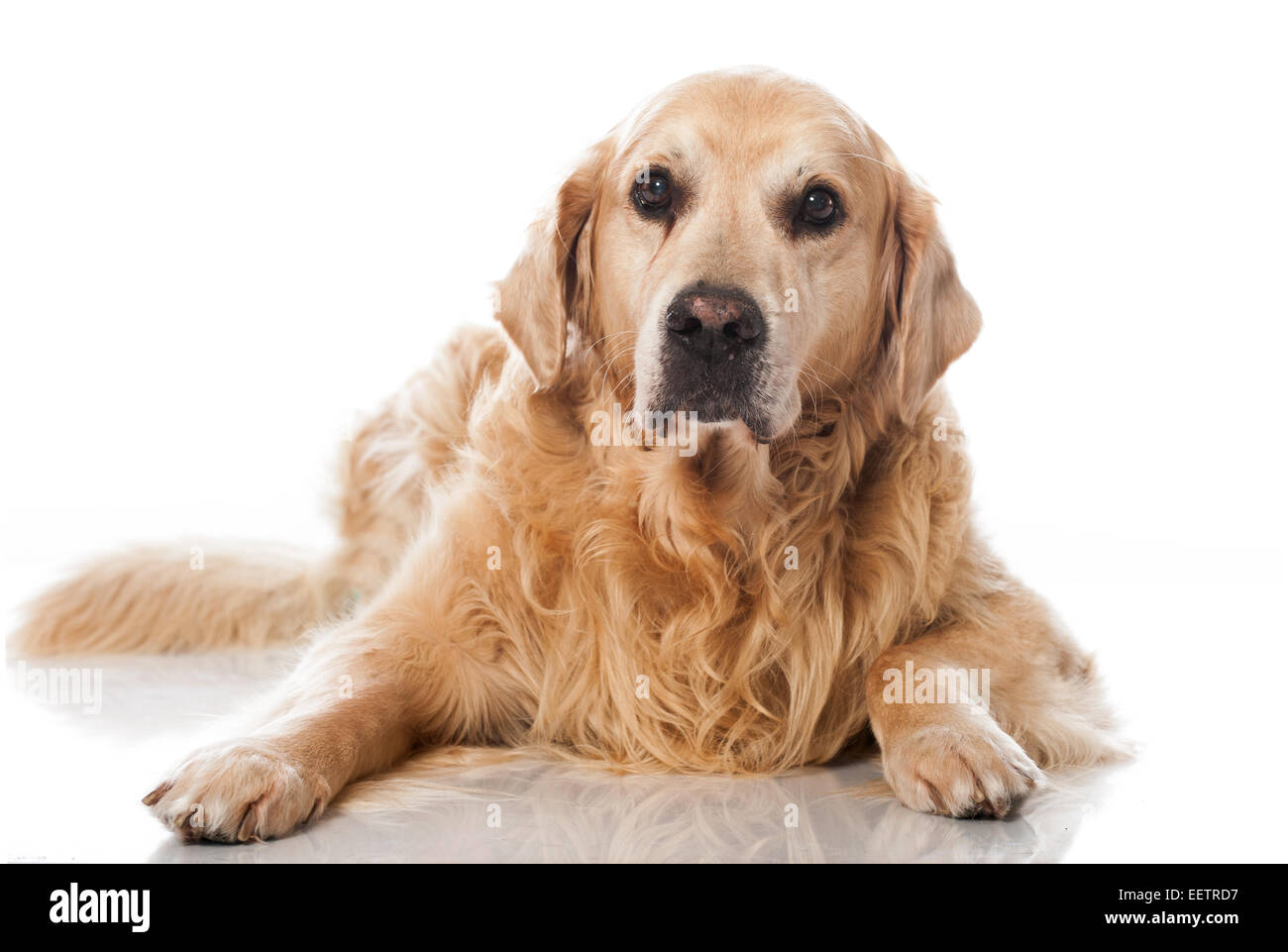 Il golden retriever cane isolato su bianco Foto Stock