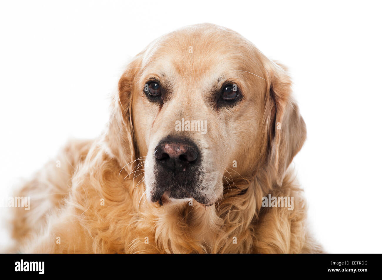Il golden retriever cane isolato su bianco Foto Stock