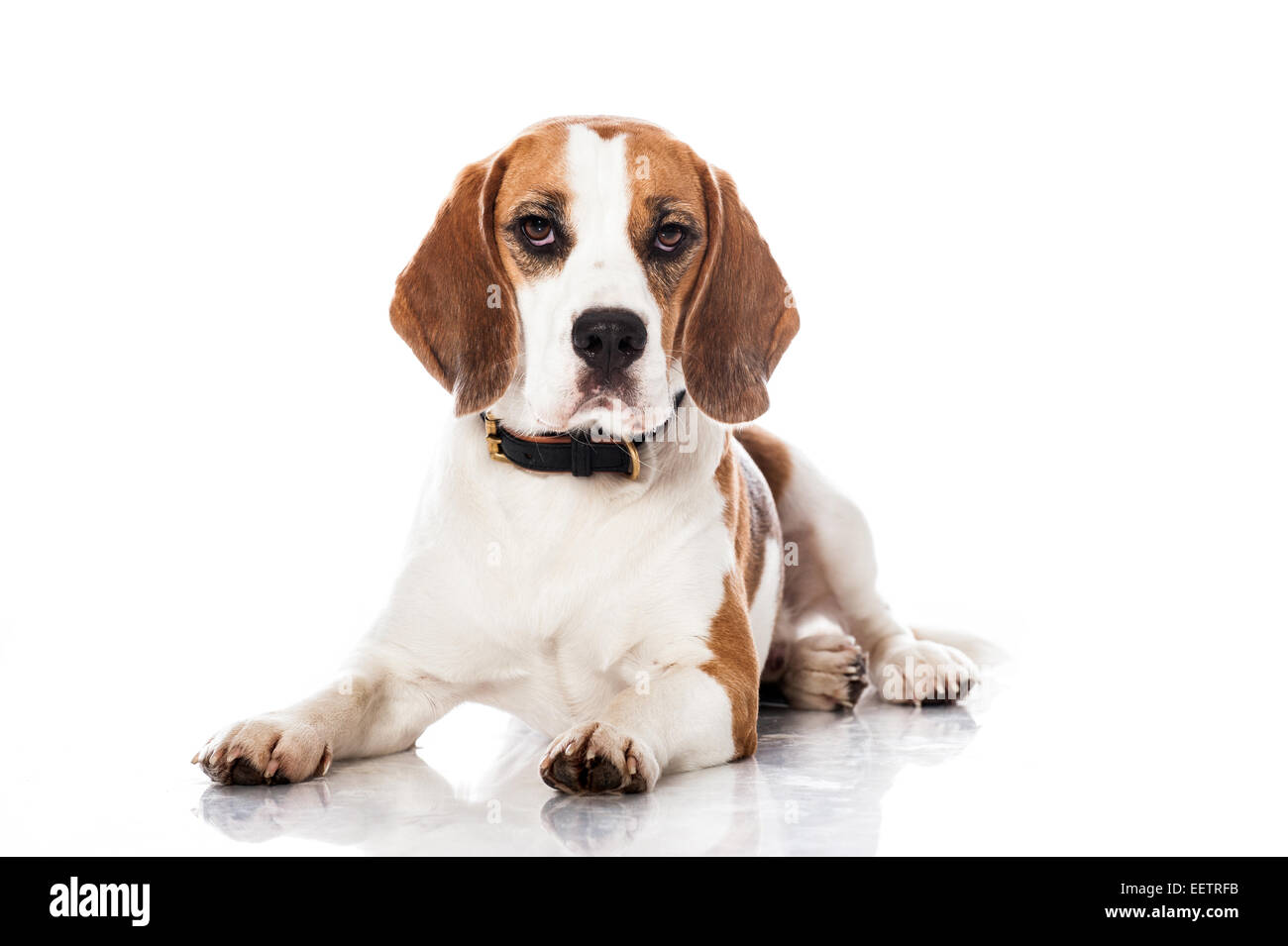 Cane Beagle isolato su bianco Foto Stock