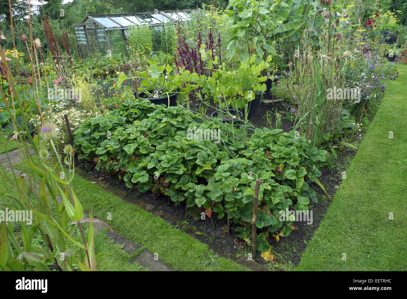 Ornamentali in orto biologico, Cheshire, Regno Unito Foto Stock