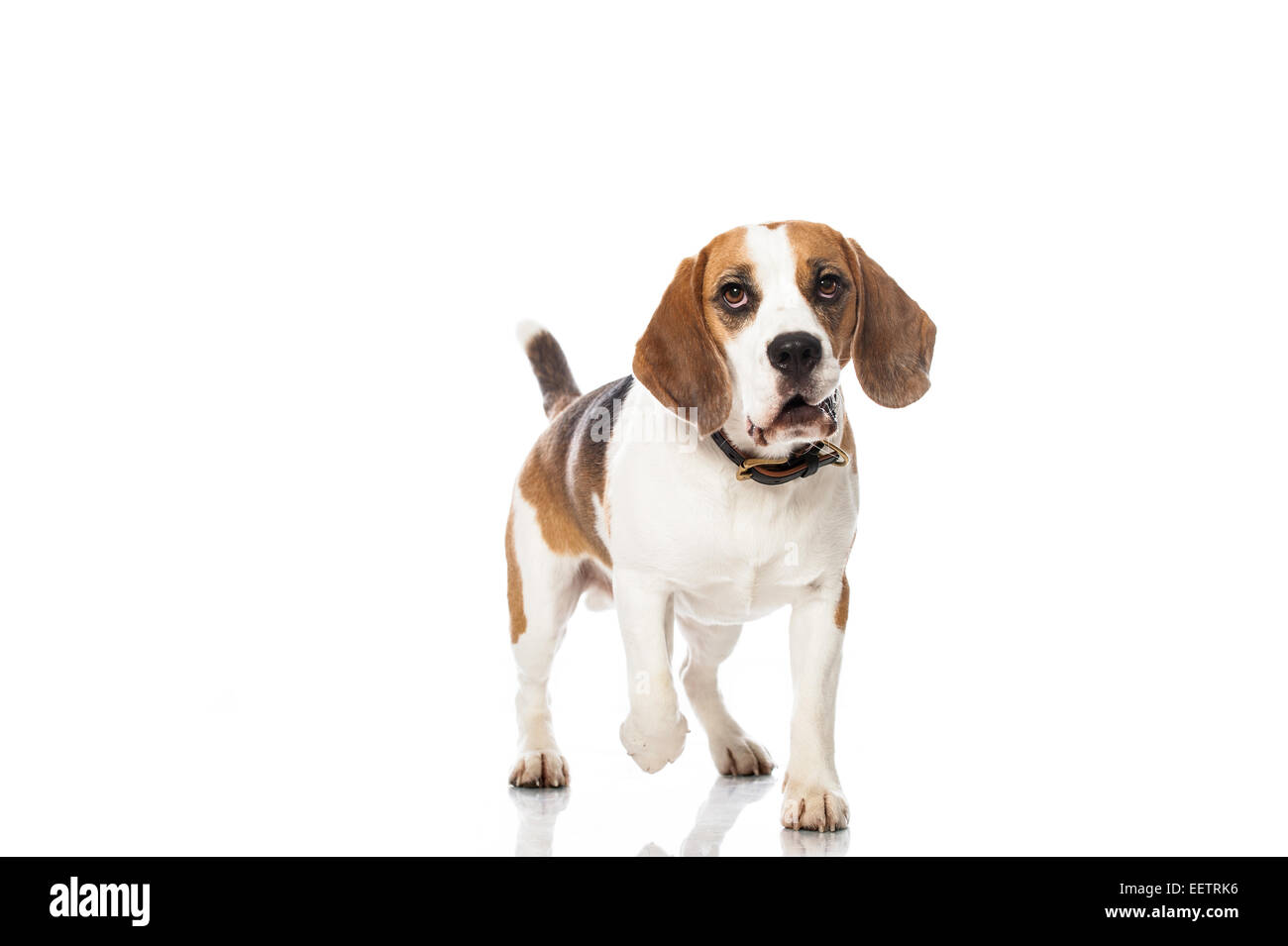 Cane Beagle isolato su bianco Foto Stock