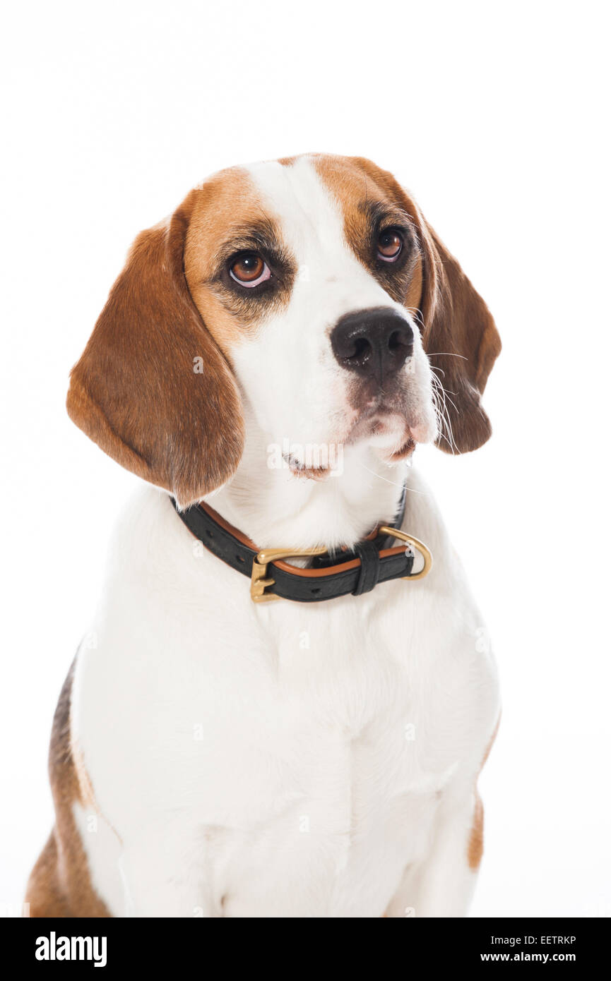 Cane Beagle isolato su bianco Foto Stock