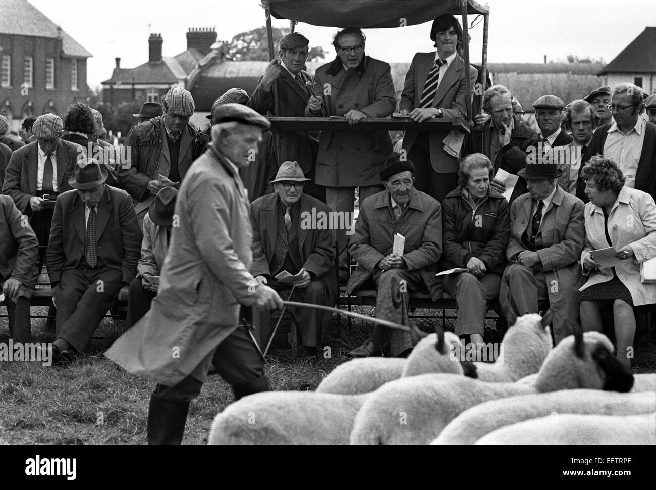 Pecore paese asta di mercato nello Shropshire campagna Foto Stock