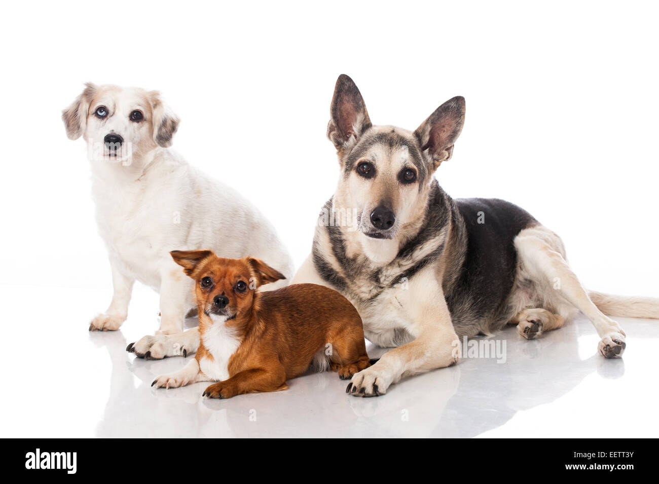 Tre cani di razza mista isolato su bianco Foto Stock