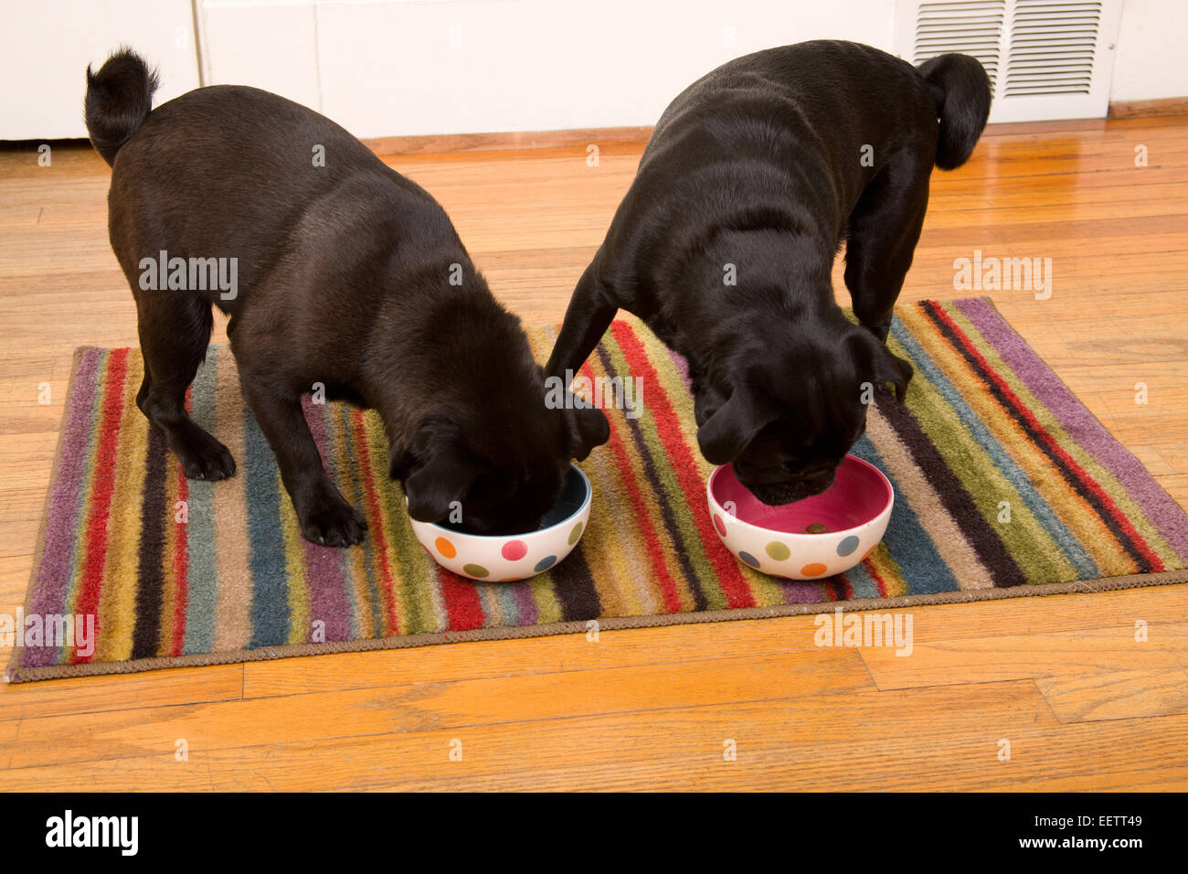 Due nero Pugs mangiare con entusiasmo dal loro cibo ciotole Foto Stock