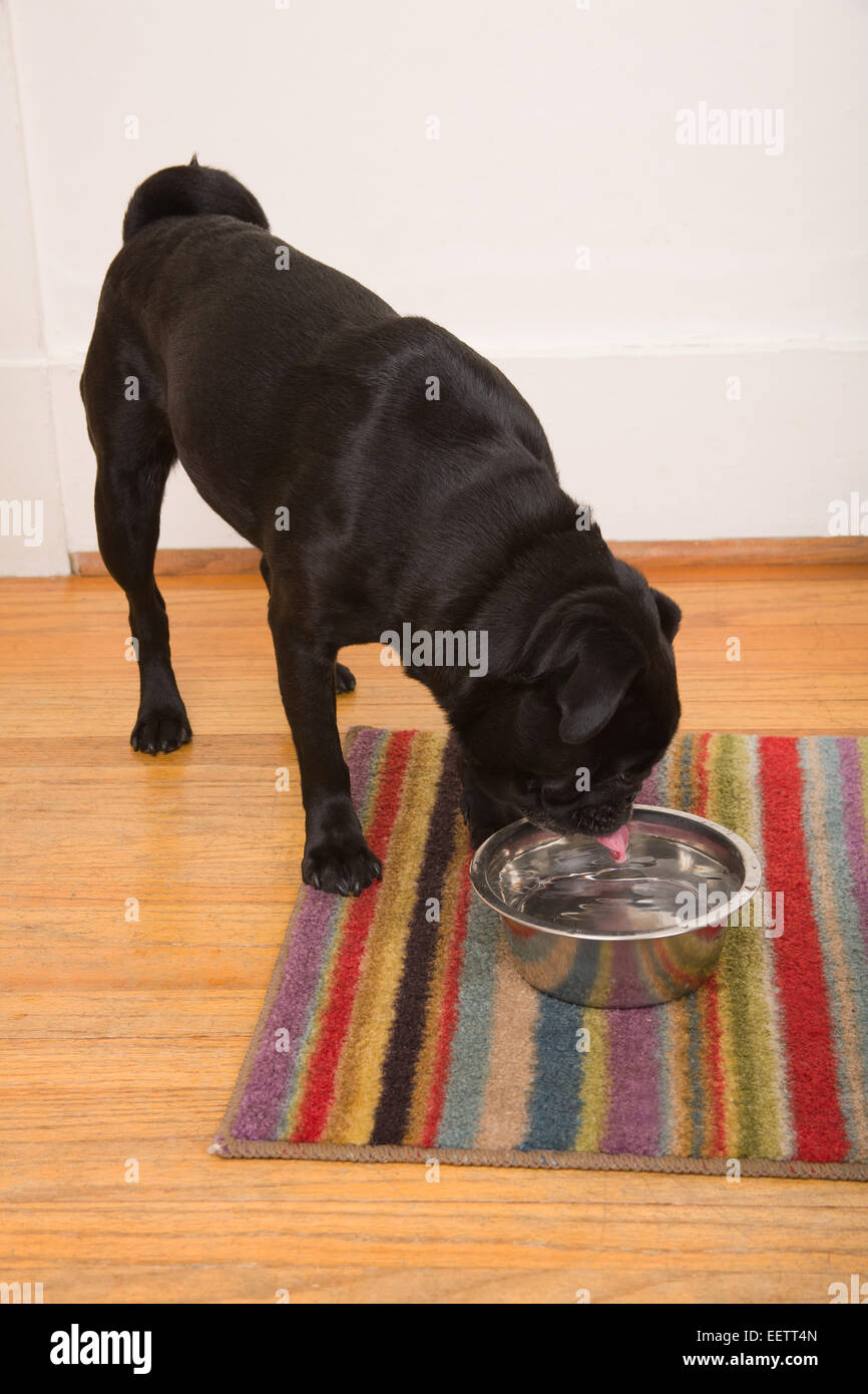 Black Pug, fagiolo, bevendo una tazza di acqua nella sua casa a Seattle, Washington, Stati Uniti d'America Foto Stock