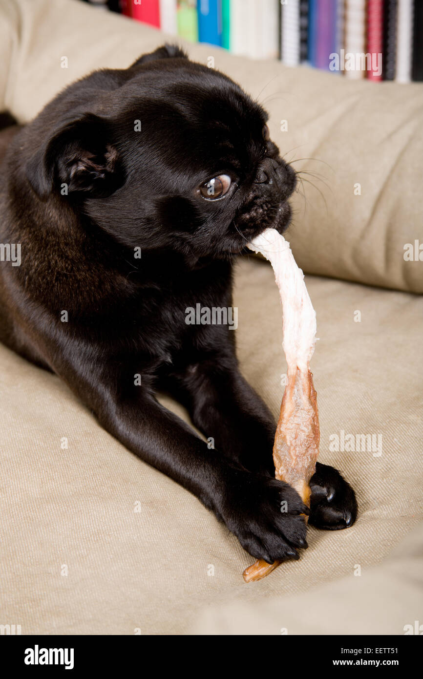 Ritratto di un Nero Pug, fagiolo, masticare su un rawhide masticare stick Foto Stock