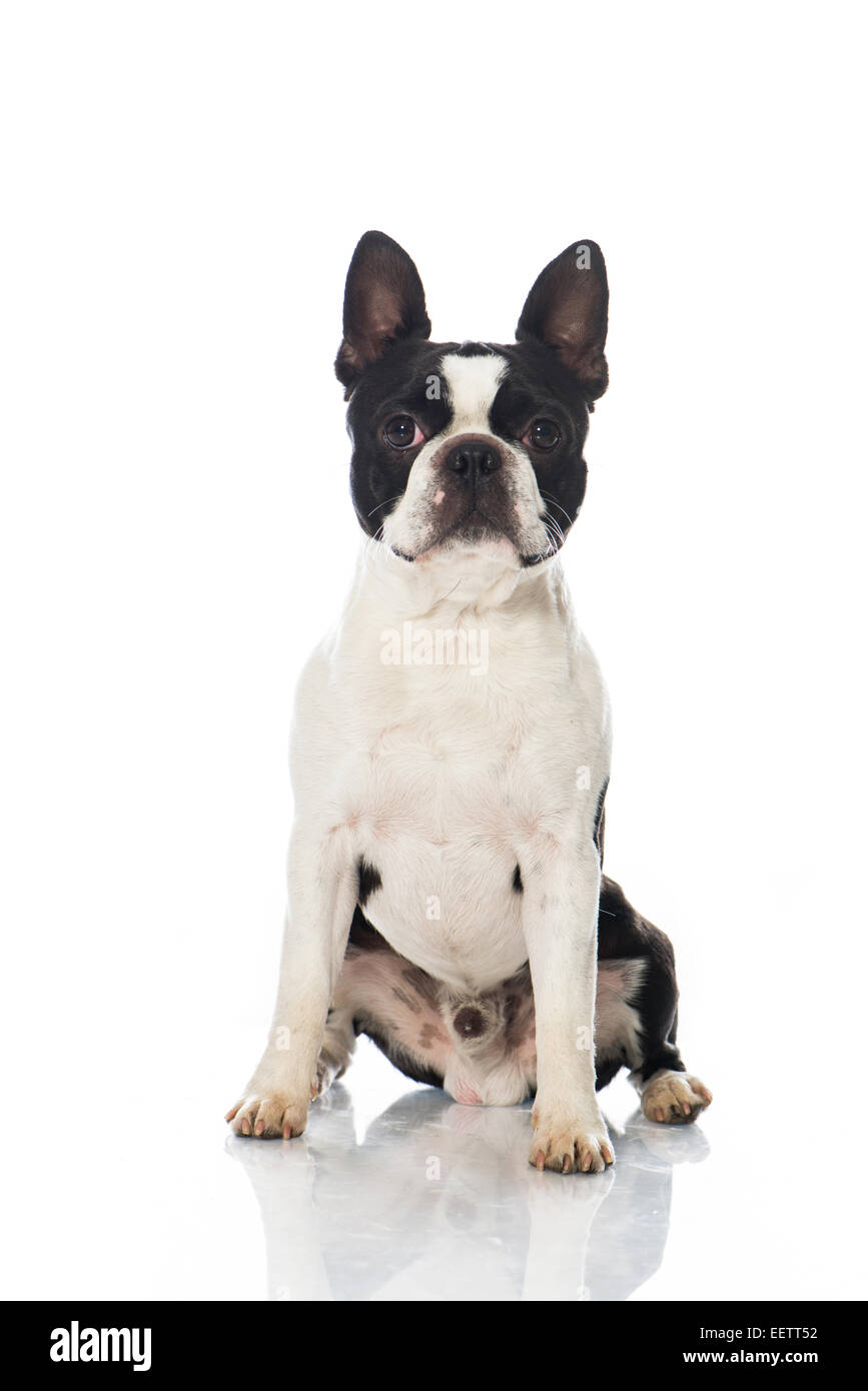 Boston Terrier cane isolato su bianco Foto Stock