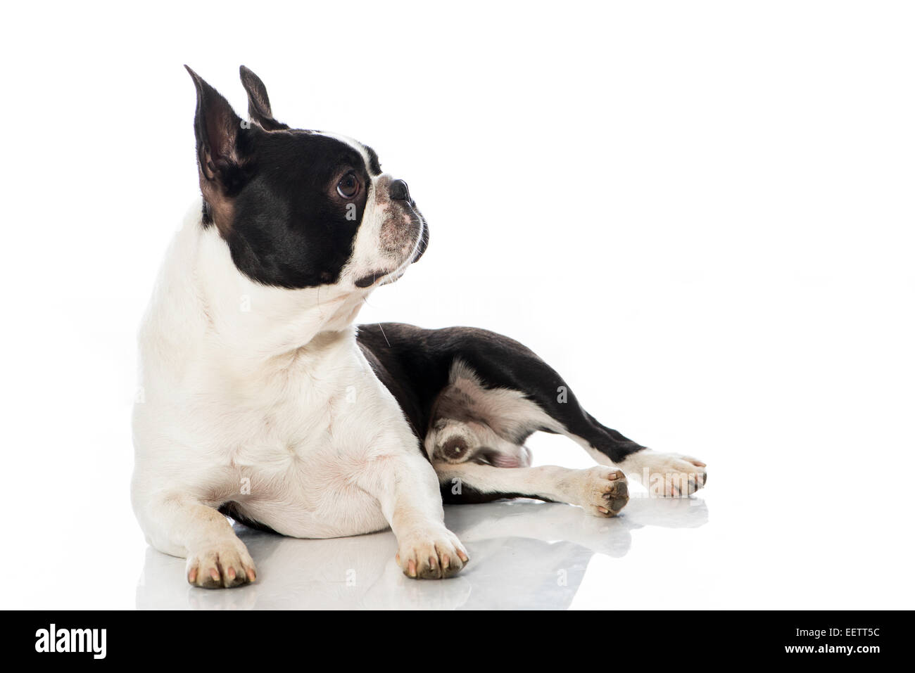 Boston Terrier cane isolato su bianco Foto Stock