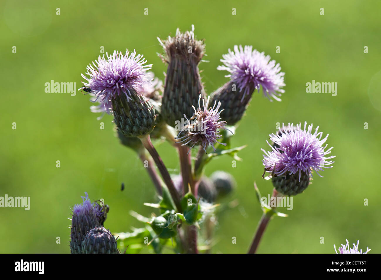 Creeping thistle, Cirsium arvense, pianta flowering, Berkshire, Luglio Foto Stock