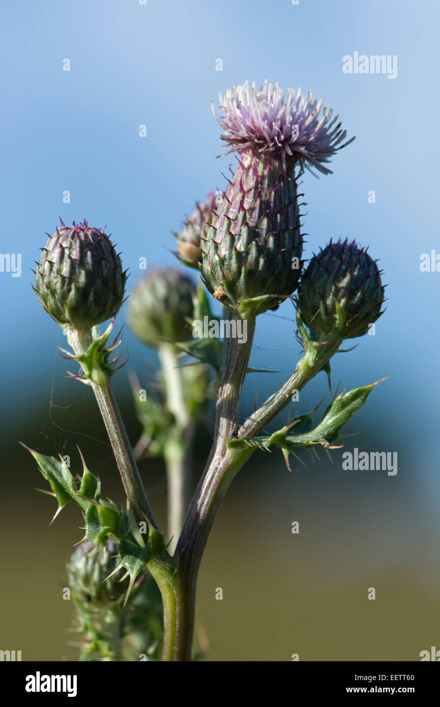 Creeping thistle, Cirsium arvense, pianta flowering, Berkshire, Luglio Foto Stock