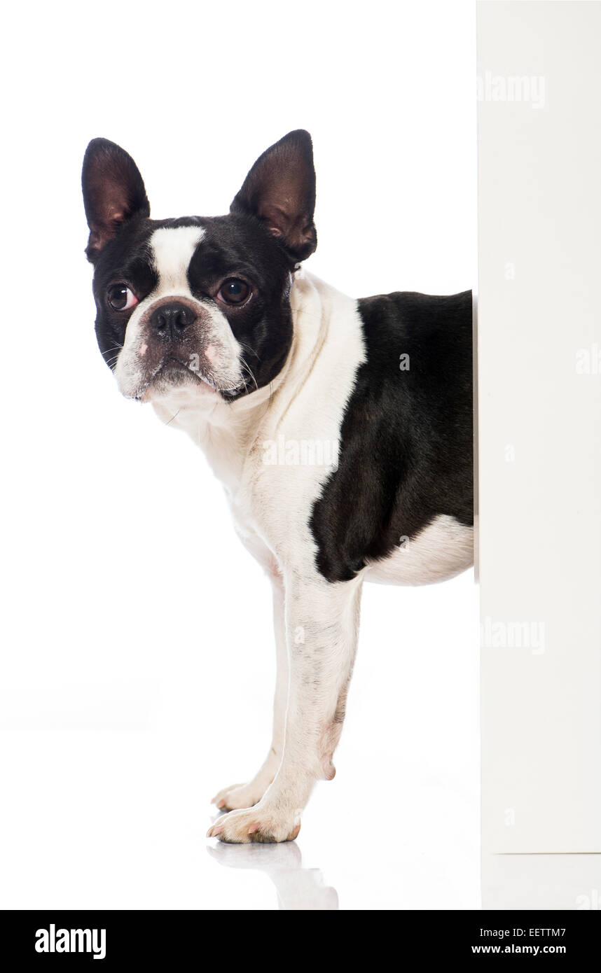 Boston Terrier cane isolato su bianco Foto Stock