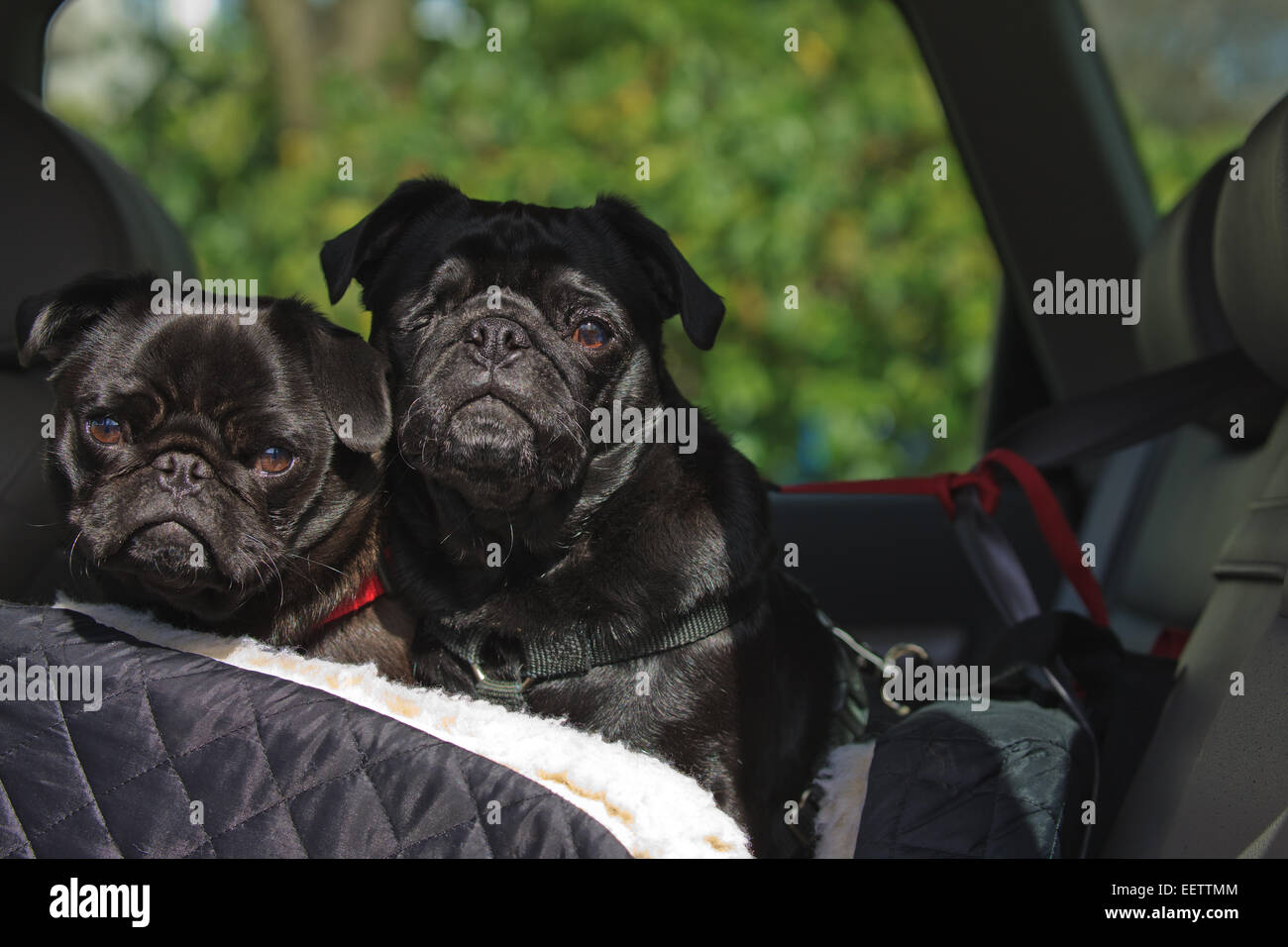 Due Pugs nero, Frank e fagiolo, equitazione in un auto in un sedile di vettura con i loro sistemi di cavi su per la sicurezza in viaggio Foto Stock