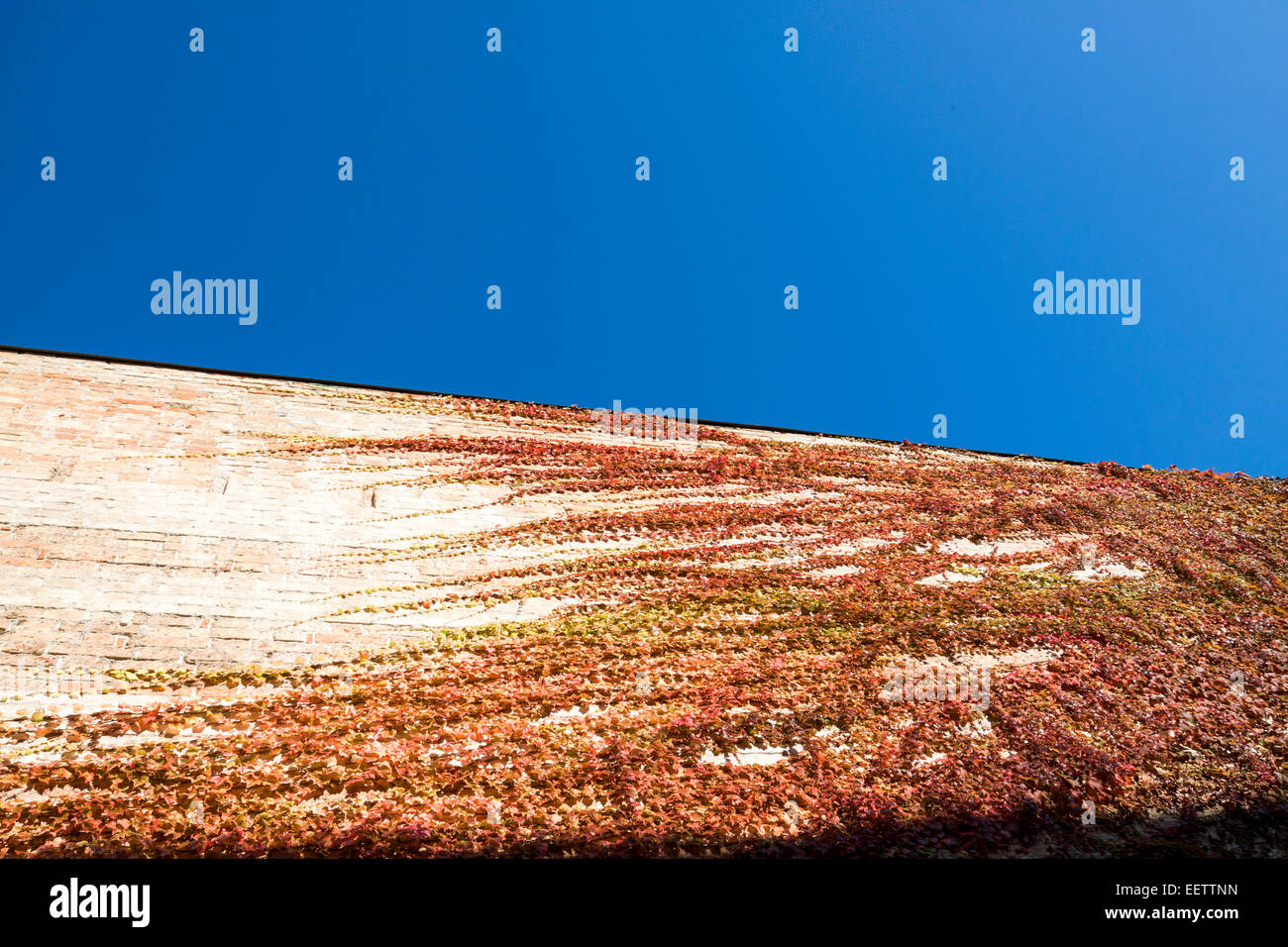 Dettagli e linee della parete di edera nel cielo blu. Venezia, Veneto. Italia Foto Stock