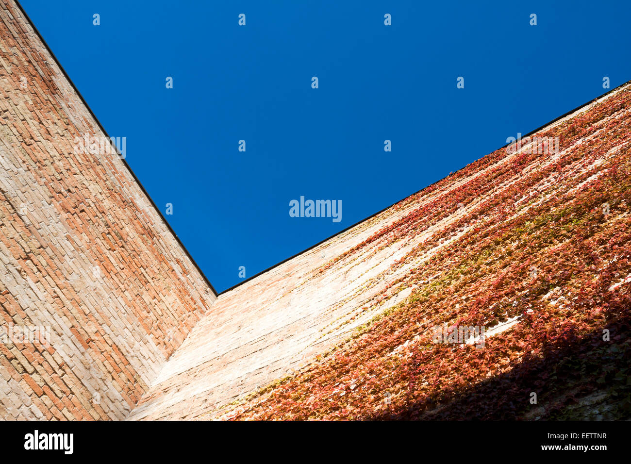 Dettagli e linee della parete di edera nel cielo blu. Venezia, Veneto. Italia Foto Stock