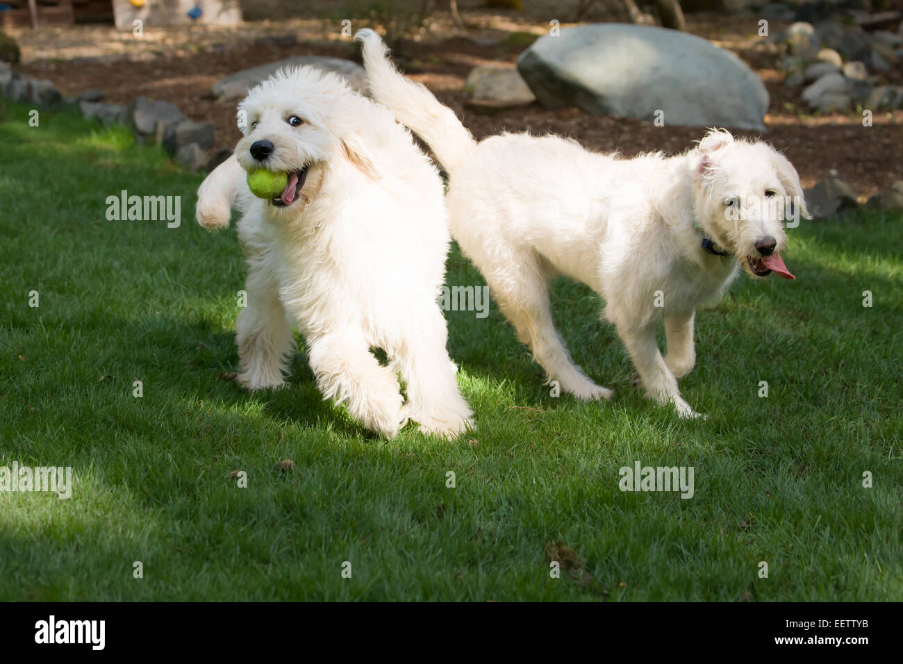 Cinque mesi e Goldendoodle nove mesi/Goldendoodle terrier mix correndo insieme nel loro cortile Foto Stock