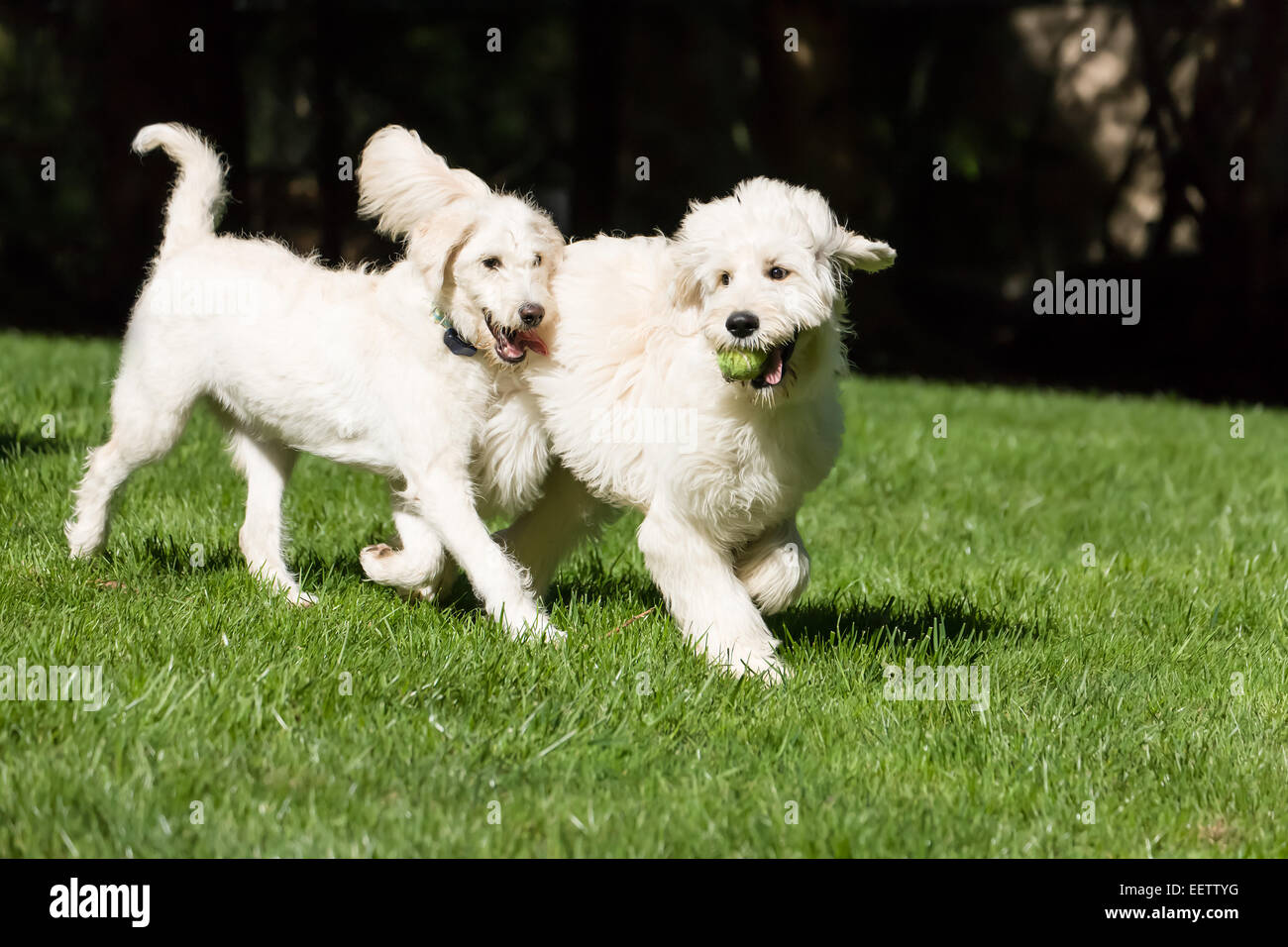 Cinque mesi e Goldendoodle nove mesi/Goldendoodle terrier mix correndo insieme al di fuori nel loro cortile Foto Stock