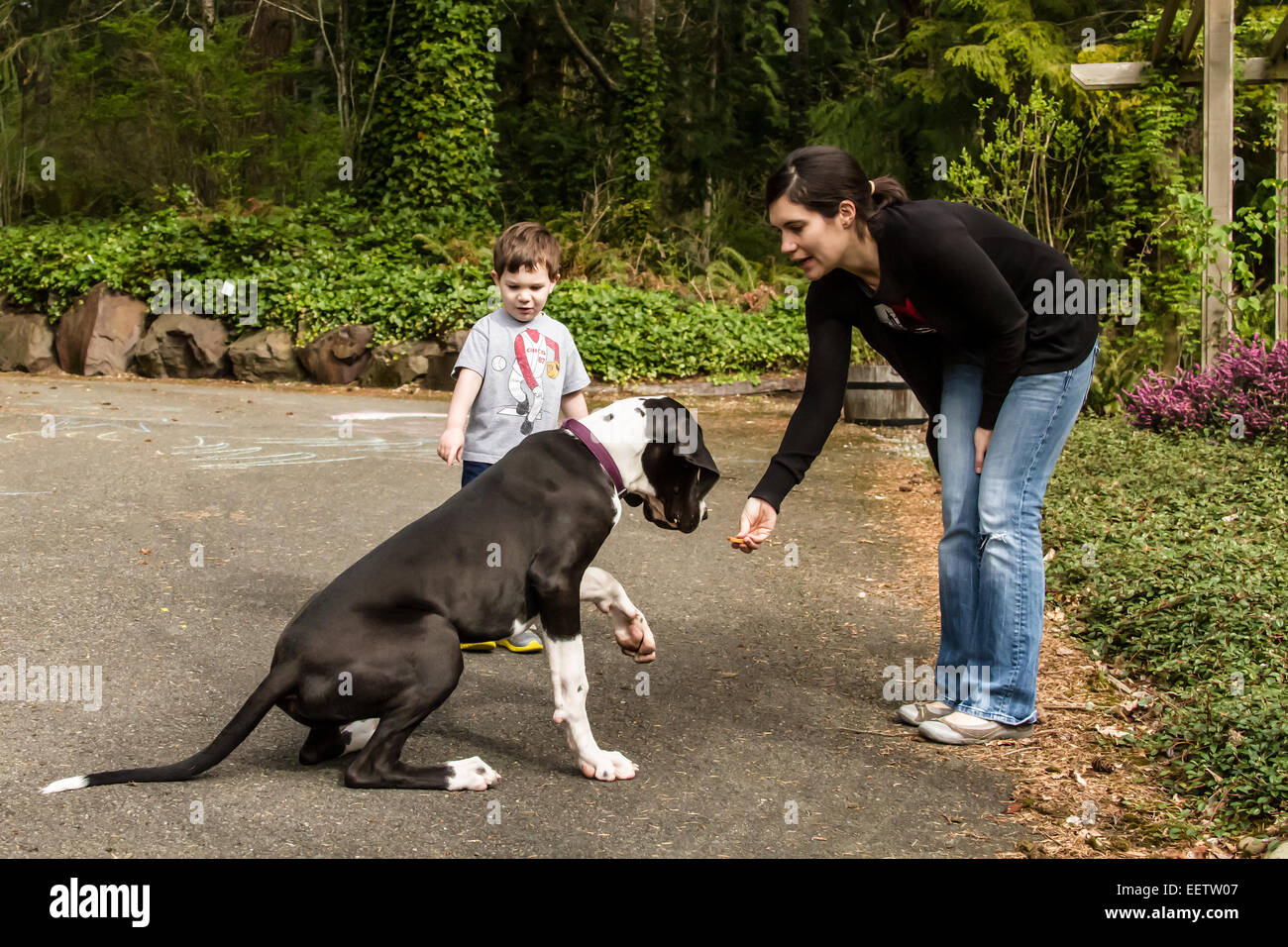 Sei mesi Alano cucciolo, Athena, essere preparati a fare di 'scossa' comando, in Issaquah, Washington, Stati Uniti d'America Foto Stock