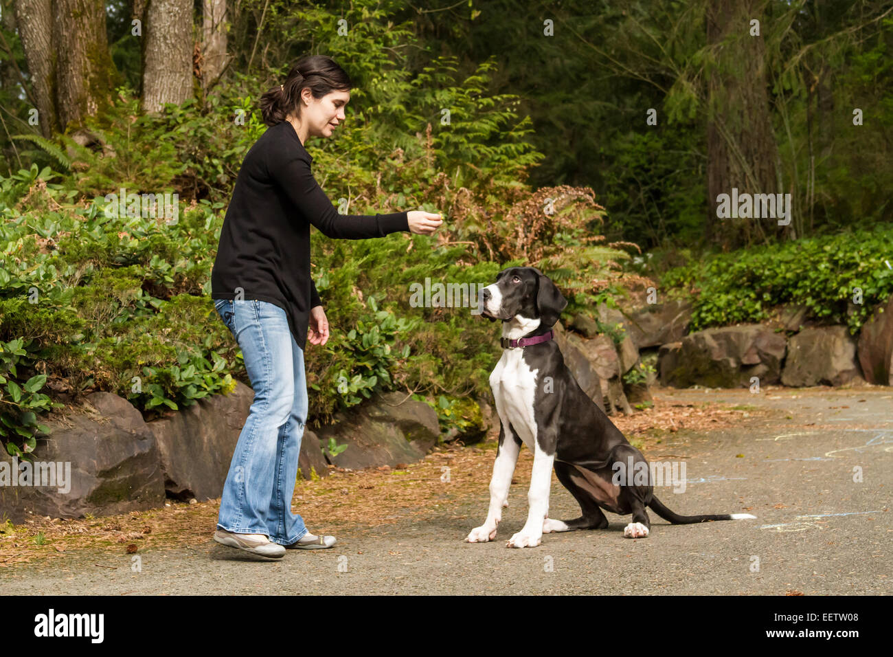 Sei mesi Alano cucciolo, Athena, essere ricompensati con un trattamento per fare un 'it' e 'stay' comando in Issaquah, Washington Foto Stock