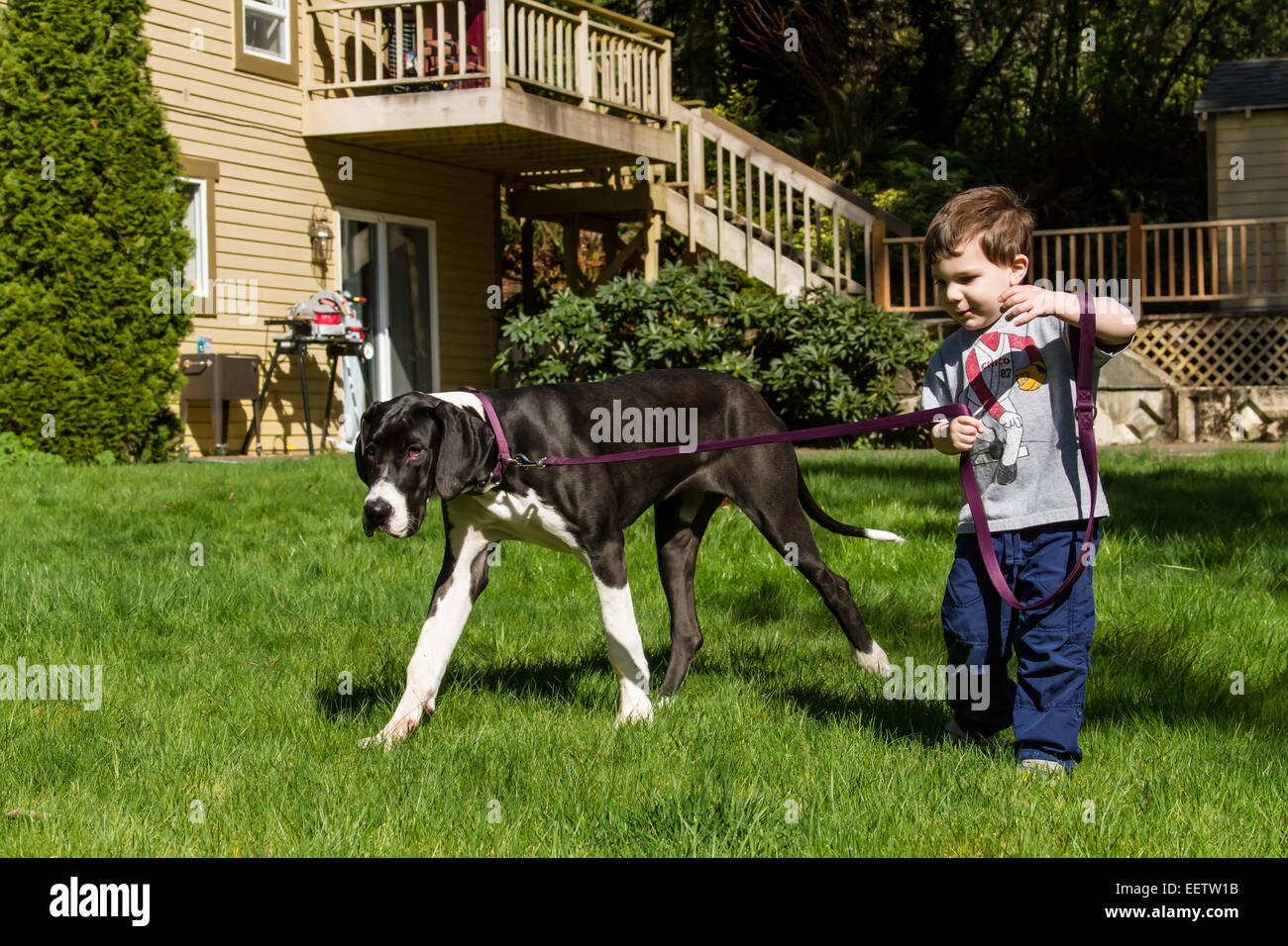 Tre anni di vecchio ragazzo tenta di prendere il suo sei mesi Alano cucciolo, Athena, per una passeggiata nel suo cortile Foto Stock