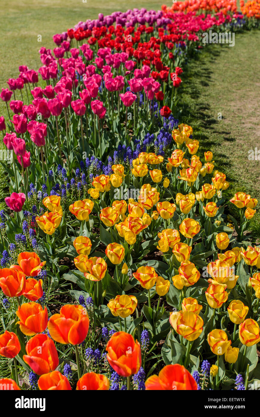 Tulip garden a Roozengaarde in Mount Vernon, Washington, Stati Uniti d'America Foto Stock