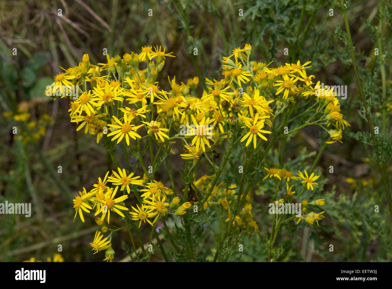 Erba tossica, jacobaea vulgaris o senecio jacobaea, fiori di colore giallo su questa prateria invasiva infestante che è velenoso per alcuni vivi Foto Stock