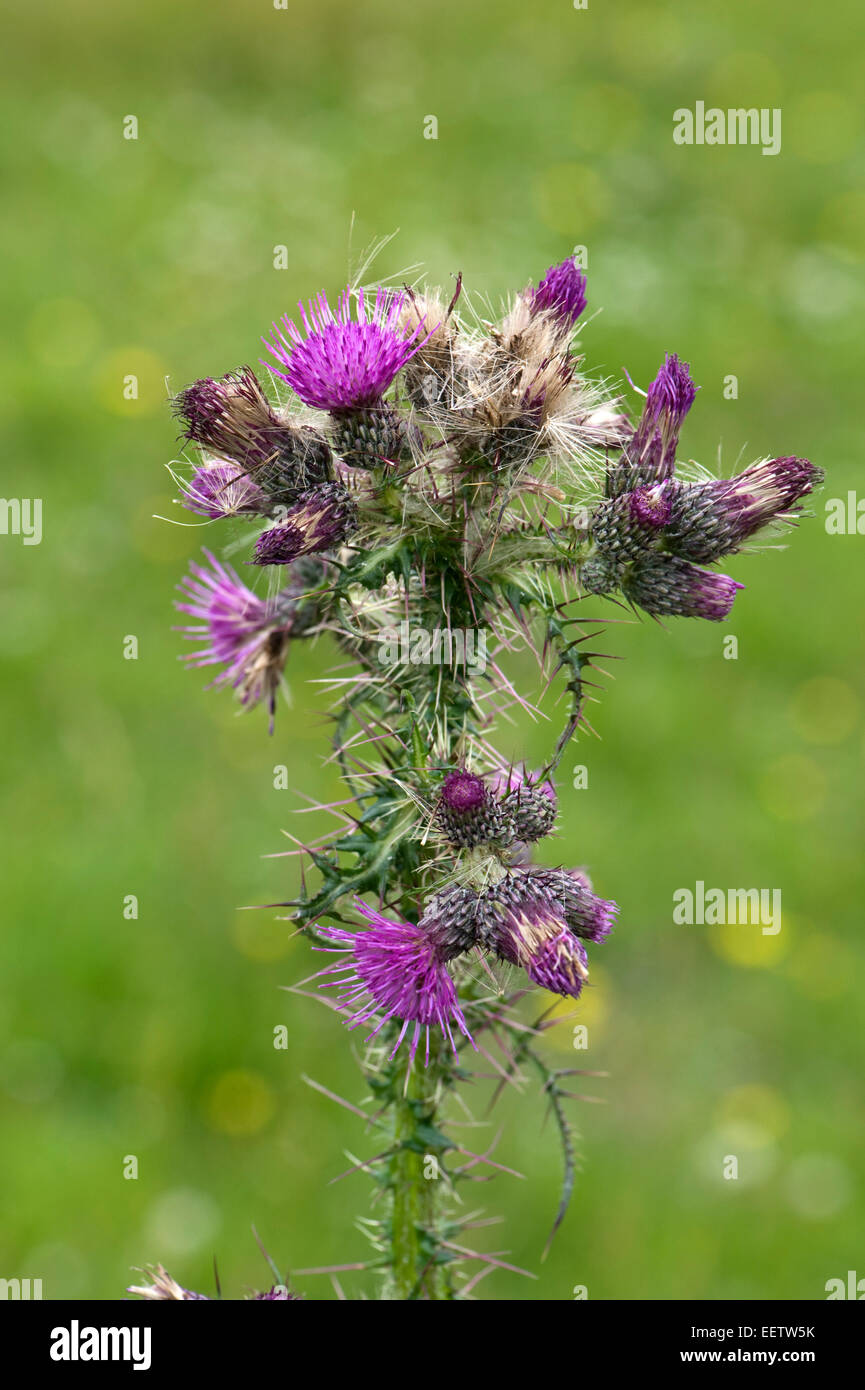 Bold marsh thistle o Europeo cardo di palude, Cirsium palustre, viola fioritura delle piante in un prato di downland, Berkshire, Luglio Foto Stock
