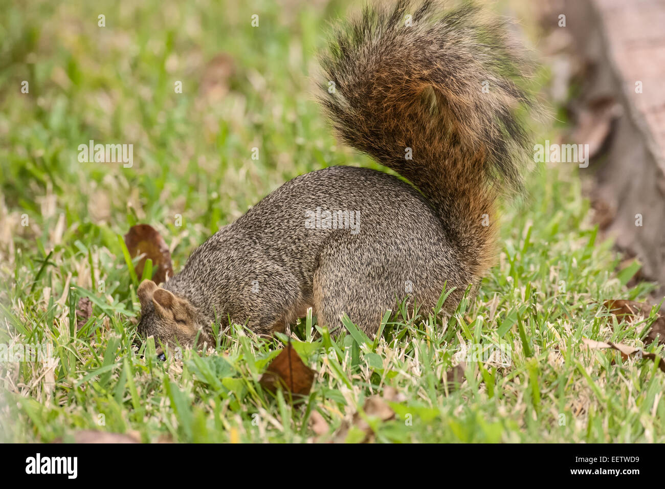 Eastern Fox Squirrel seppellendo i dadi in un cortile a Houston, Texas Foto Stock