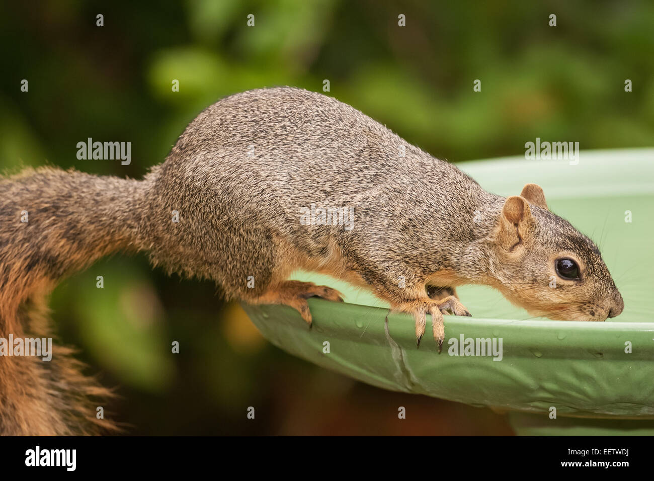 Eastern Fox Squirrel bere da un bagno uccelli in un cortile a Houston, Texas, Stati Uniti d'America Foto Stock