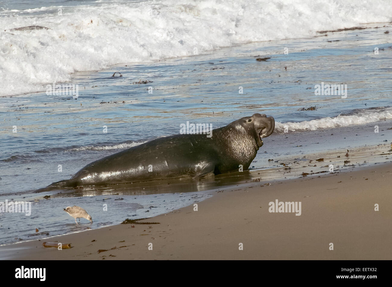 Sneaker settentrionale guarnizione di elefante maschi appendere fuori lungo la periferia della rookery e provare a combaciare quando l'harem master è in stato di stop Foto Stock